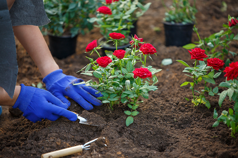 Fort Bend County Master Gardeners Share Top Gardening Tips for February