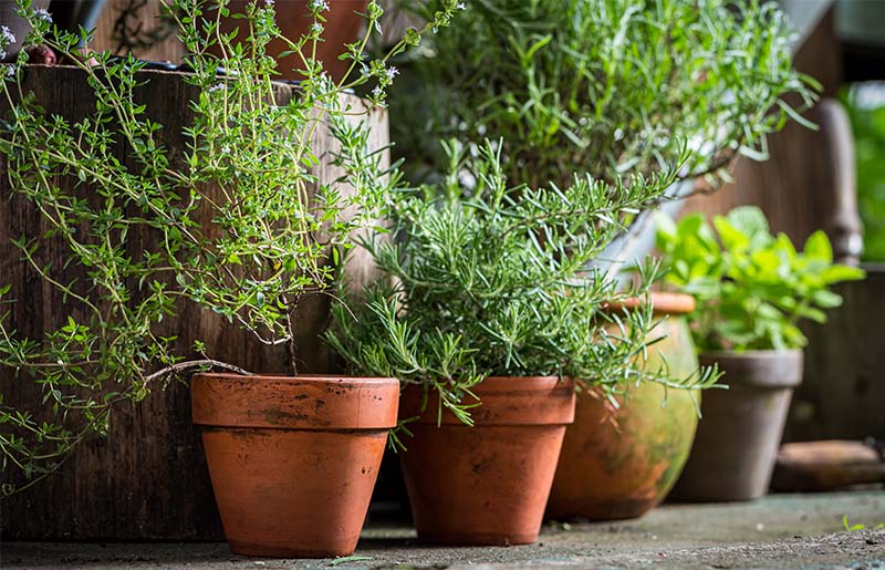 Fort Bend County Master Gardeners: Growing Herbs Made Easy