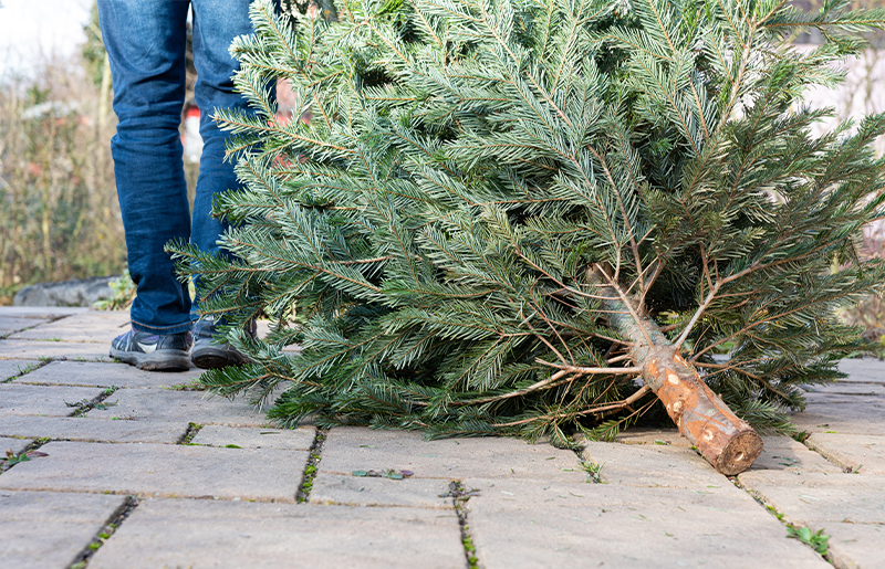 Recycle Your Christmas Tree in Katy: Curbside Pickup During the Holidays