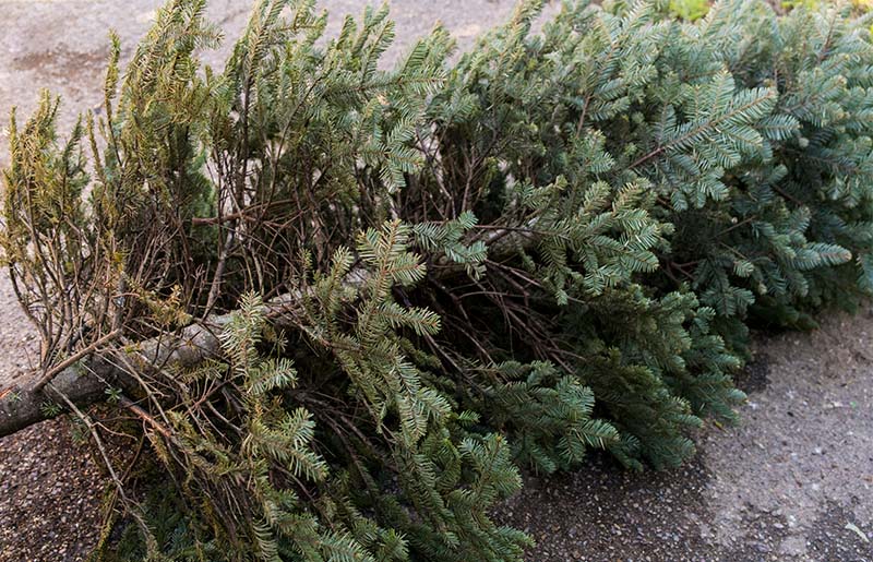 Christmas Tree Recycling