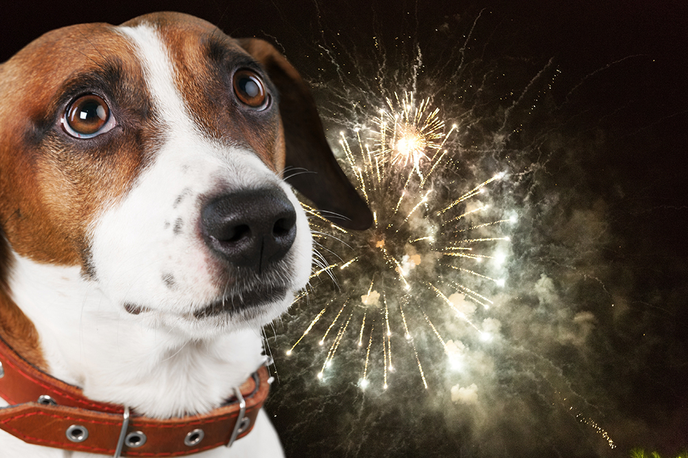 Fourth of July Pet Safety Tips for Towne Lake Residents: Fireworks Are Not for Pets