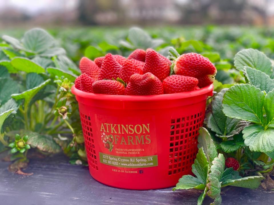 Berry Picking at Atkinson Farms Promises Wholesome Family Fun