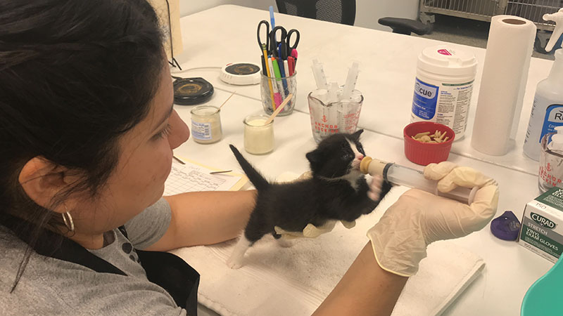 Houston SPCA Hosts Baby Shower for Neonatal Kittens and PuppiesÂ