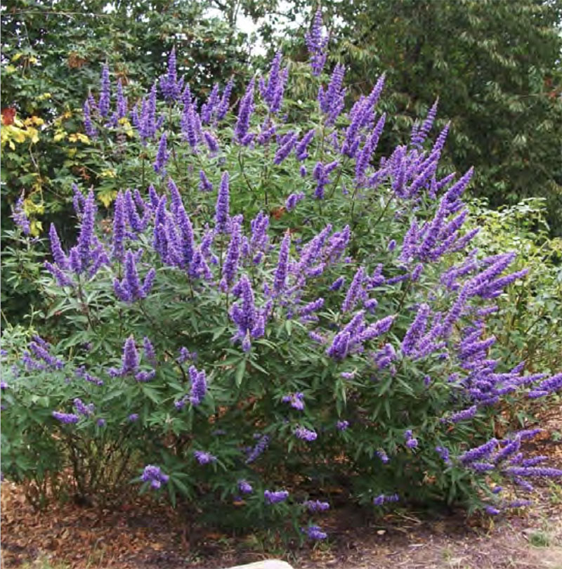 HCMG Plant of the Month: Vitex Agnusâ€“Castus