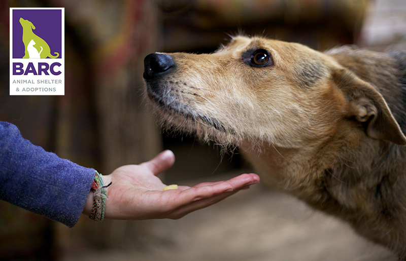 BARC Houston Opens Intake for Stray Animals Every Sunday, Expanding Access to Help Houston's Stray Crisis