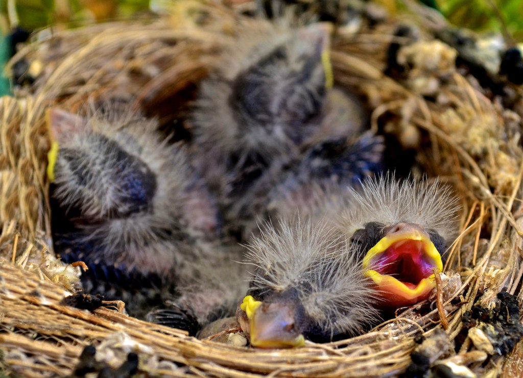 What to Do If You Find a Baby Bird