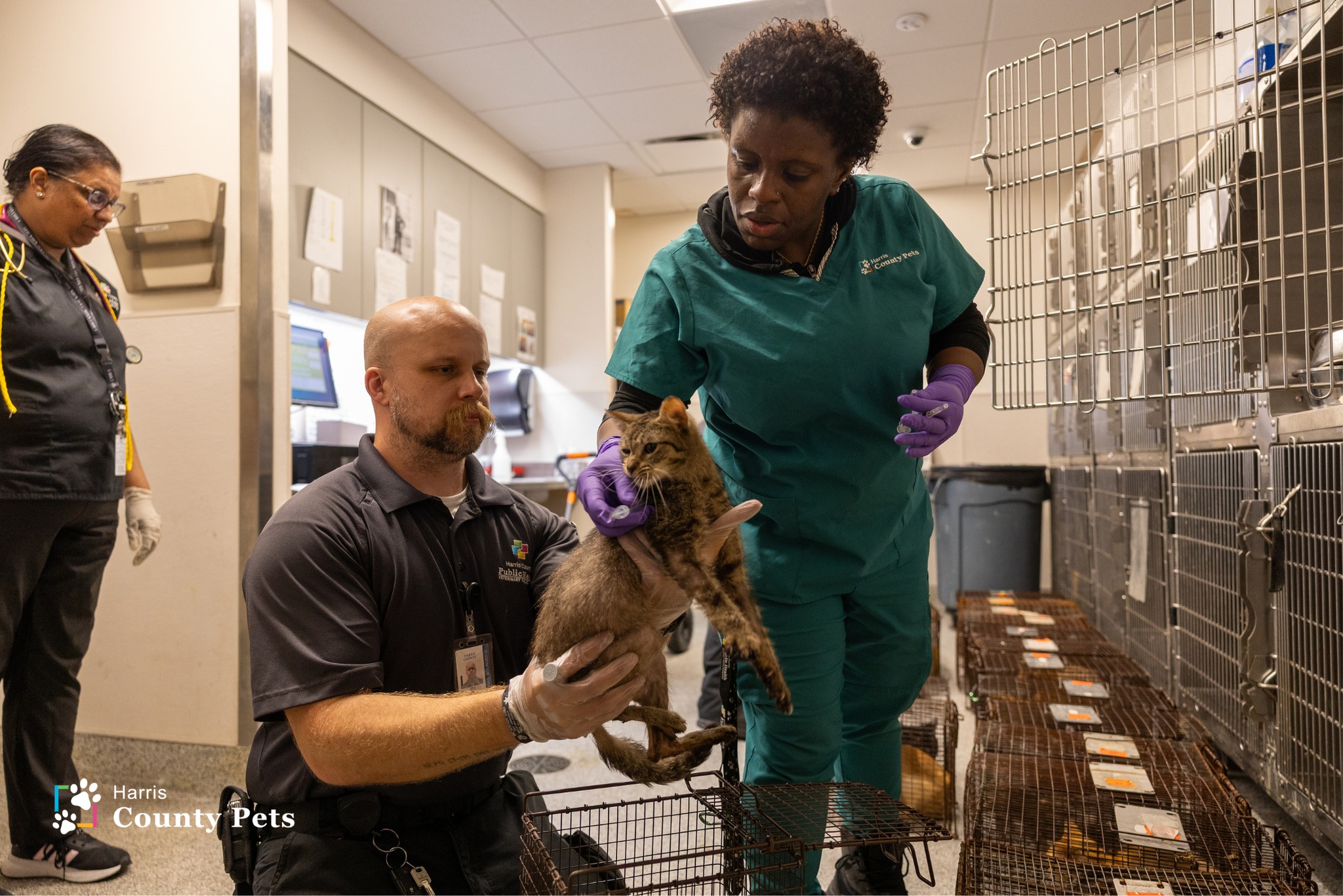 29 Cats Rescued in Harris County Hoarding Case: Harris County Pets Responds to Ongoing Animal Welfare Challenge