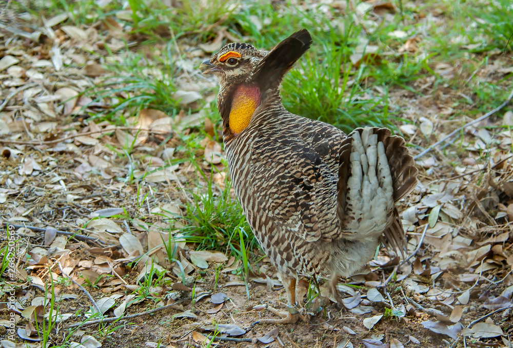 A Little Chicken on the Prairie