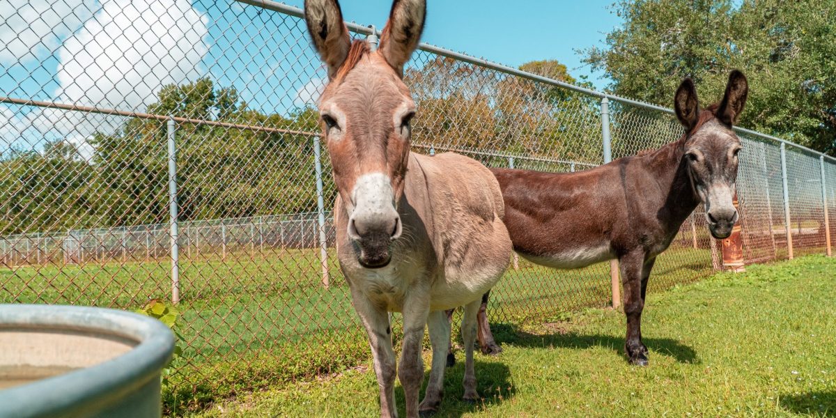 See Horses, Goats, Talking Birds, and More at Bear Creek Park Wildlife Habitat in Harris County Precinct 4