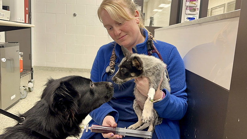 Rescued Dog at Houston SPCA Gives Lifesaving Gift to Very Sick PuppyÂ