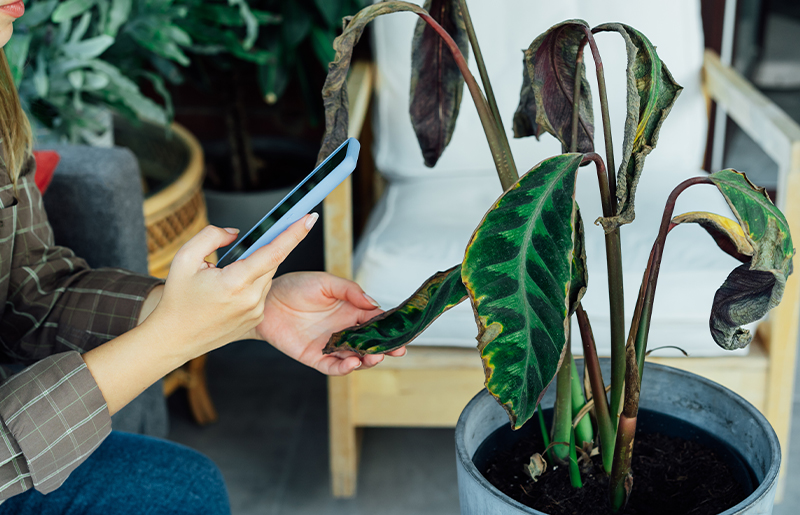 Help for Sunburned Plants: Tips from Fort Bend County Master Gardeners