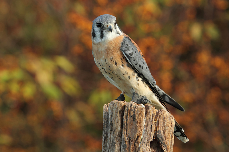 Coastal Prairie Conservancy Permanently Conserves Additional 615 Acres
