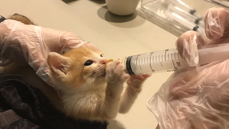 Join the Houston SPCA for Clear the Shelters: A Day of Pet Adoption and Family Fun