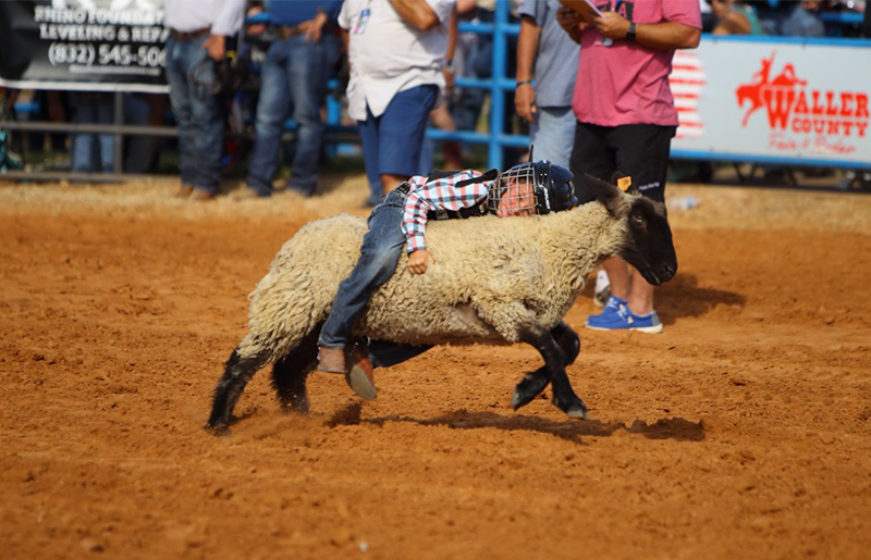 Experience Tradition and Community at the 2024 Waller County Fair and Rodeo