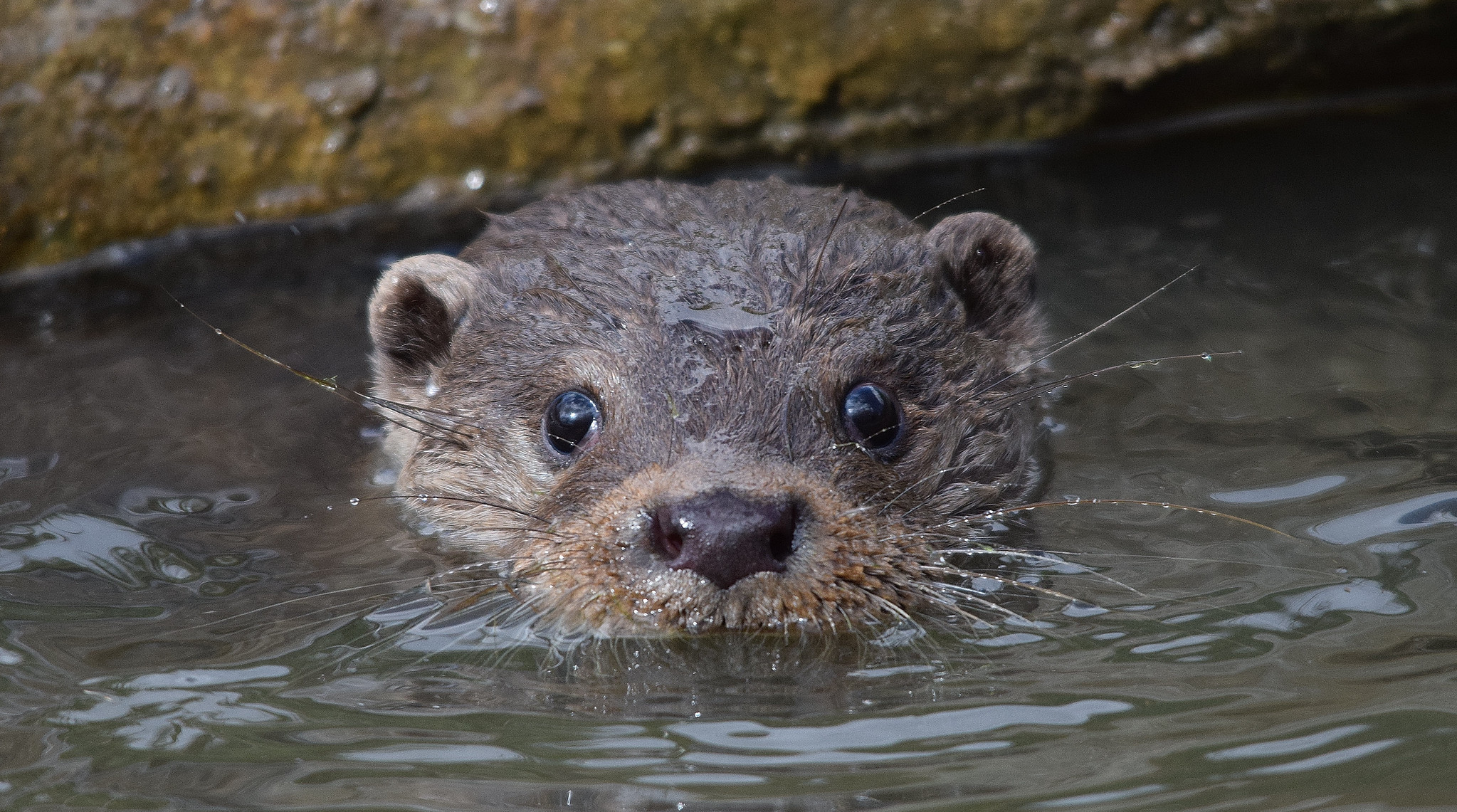 The Wacky World of Wildlife