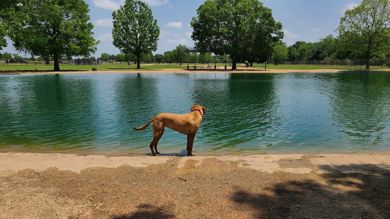 Local Gem: Millie Bush Dog Park