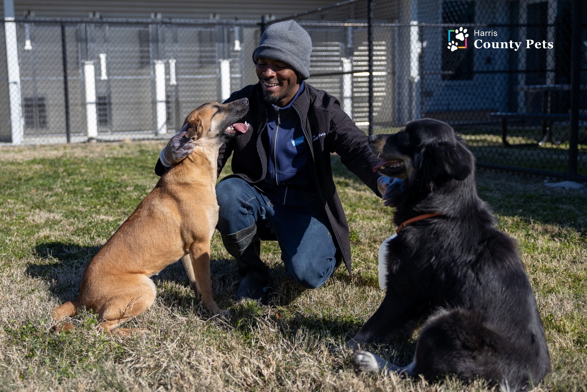 Harris County Pets to Offer Low-Cost Spay and Neuter Events This Month