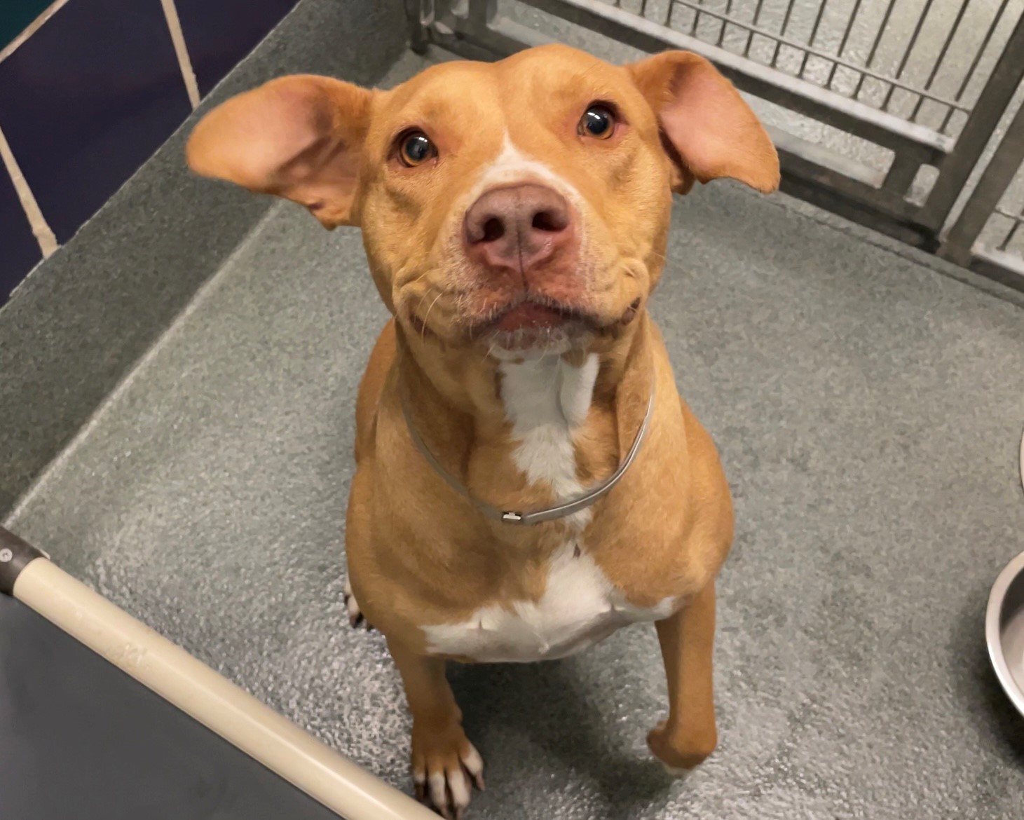 BARC Offering Special Adoption Fee for Month of January