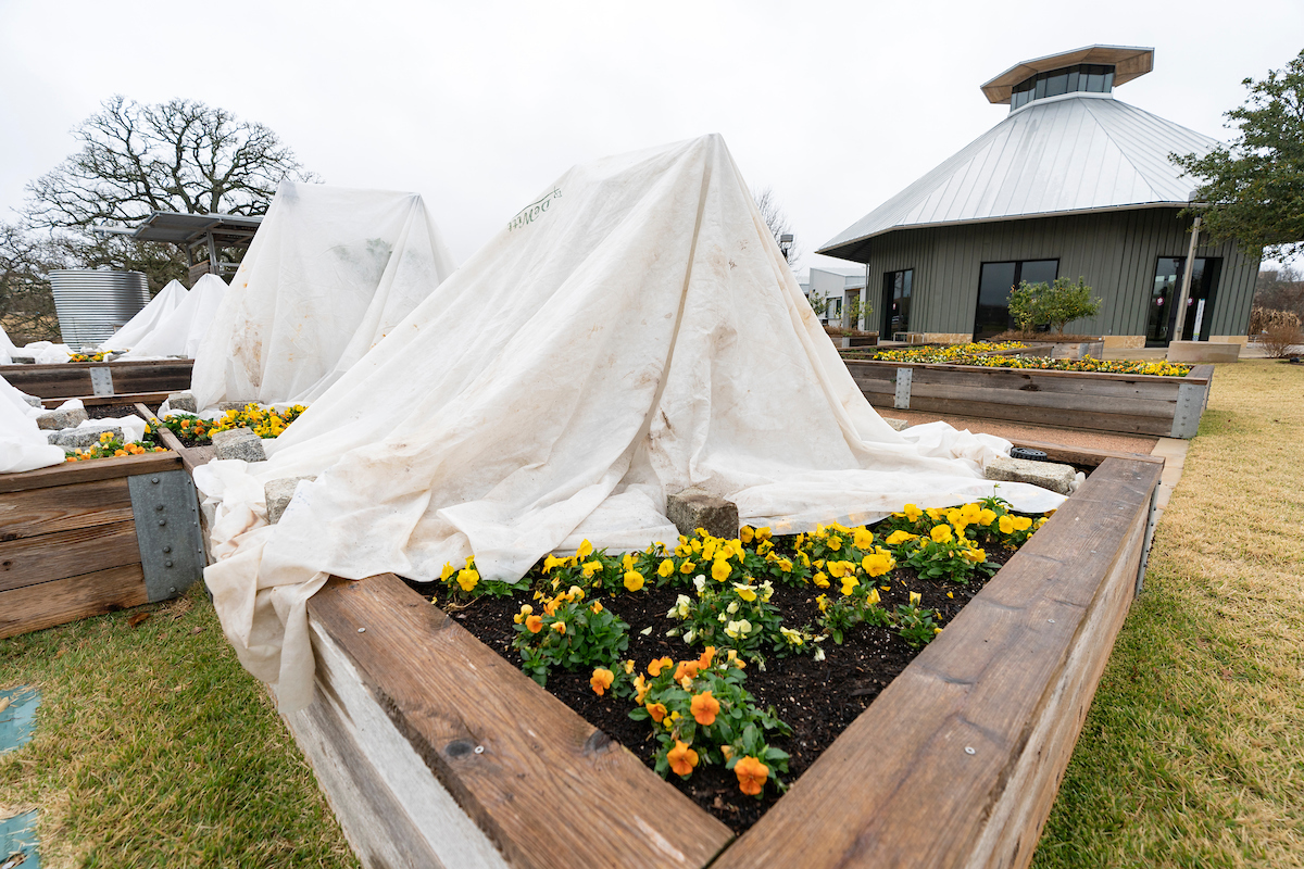 Fort Bend County Master Gardeners Shares Expert Tips to Protect Plants Against Frost