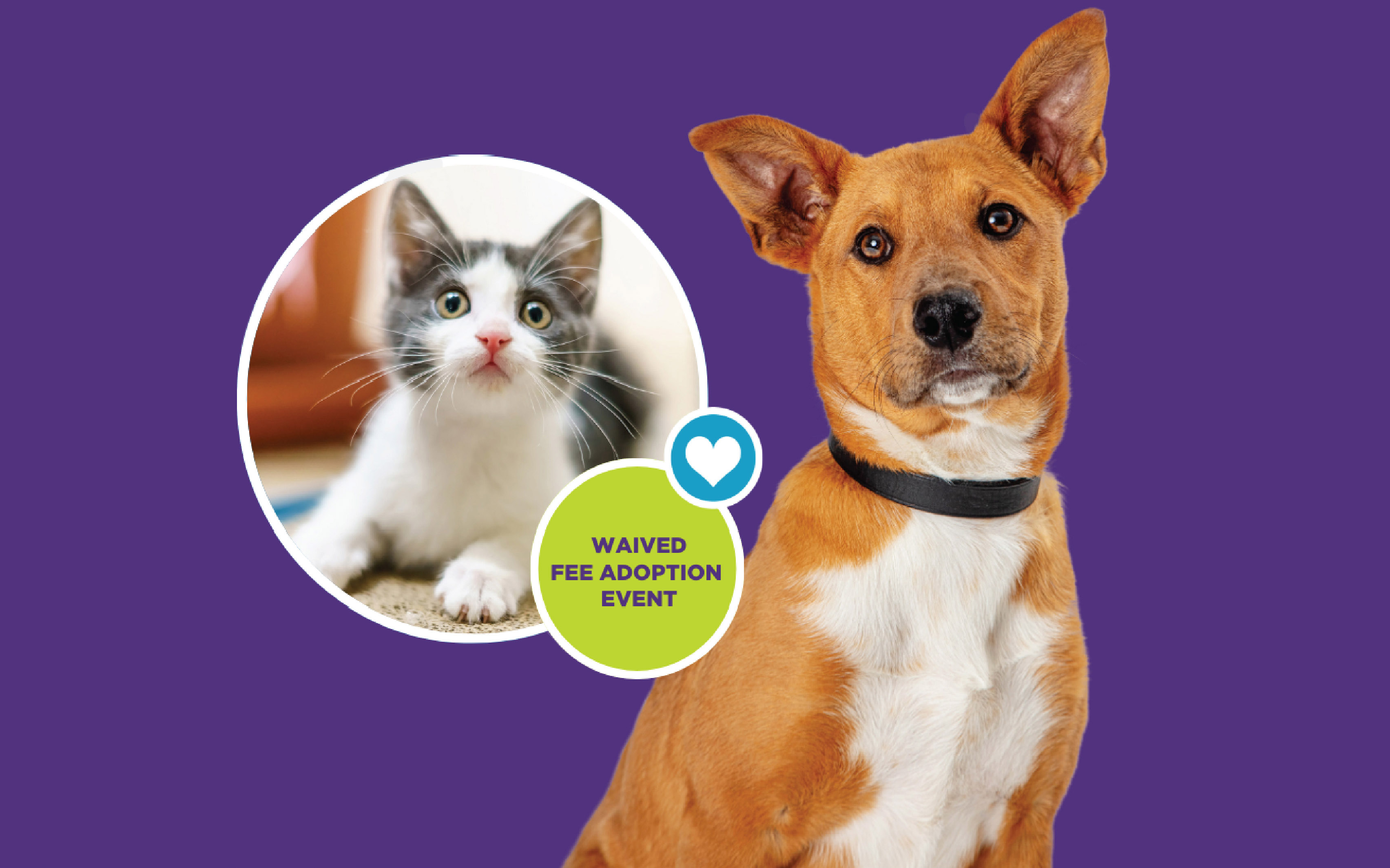BARC Houston, BISSELL Pet Foundation Partner to Waive Adoption Fees for Summer National