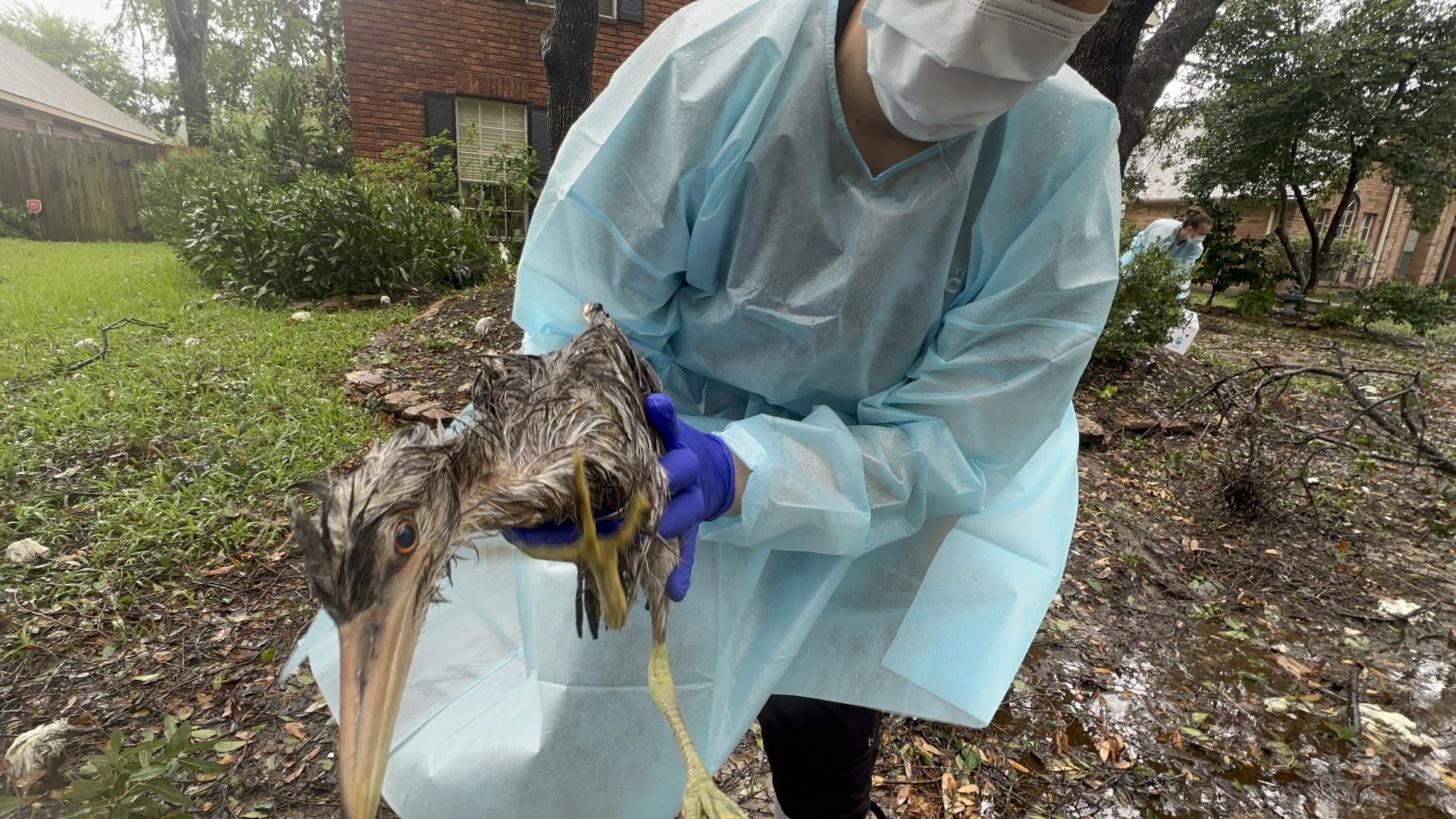 Houston SPCA Wildlife Center Saves Hundreds of Egrets Near Cypress After Hurricane Beryl