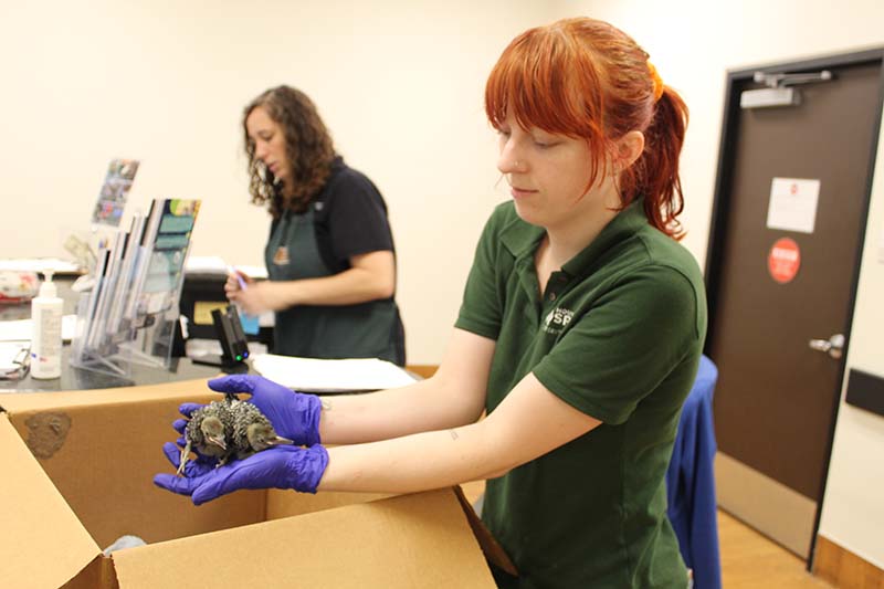 Houston SPCA's Wildlife Center Sees Influx of Injured or Orphaned after Hurricane Beryl