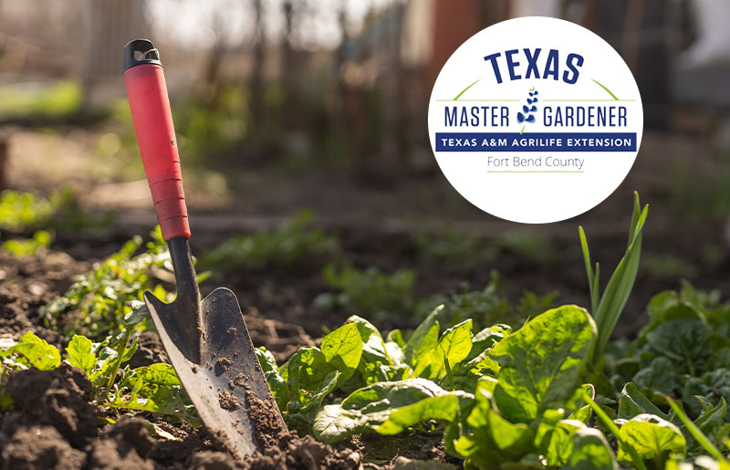 Fort Bend County Master Gardeners Offer Free Class on Growing Cool Season Vegetables and Herbs