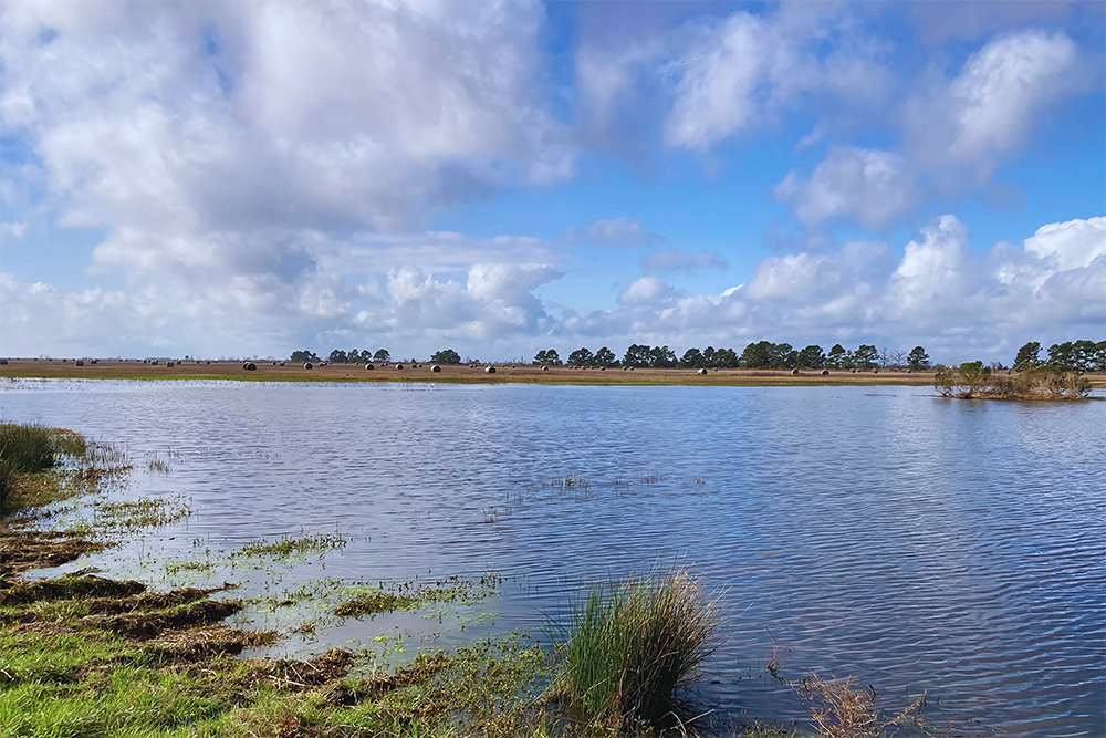 Coastal Prairie Conservancy Permanently Protects 220 Acres, Strengthening Houston’s Flood Resilience and Wildlife Habitat
