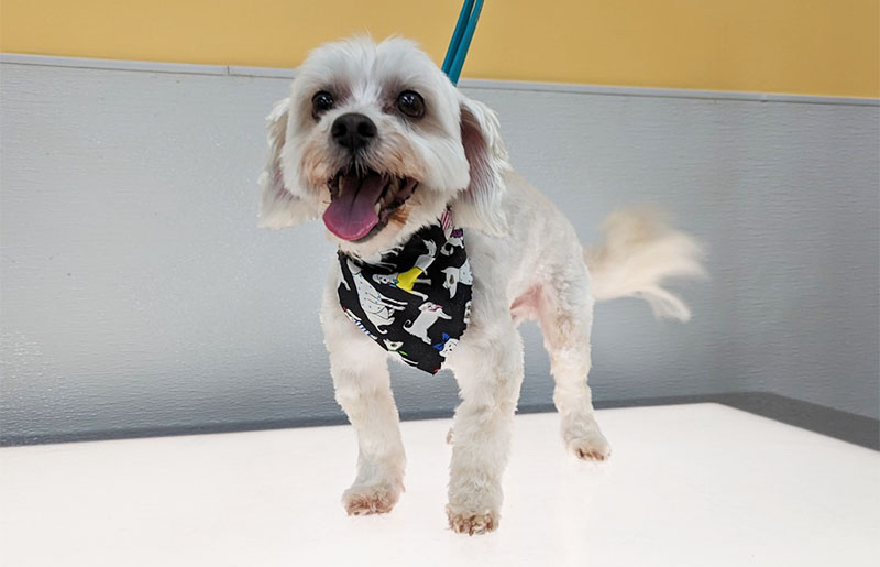 Summer Fur Woes: Cypress Area Pet Experts Debunk Matted vs. Tangled Pet Hair