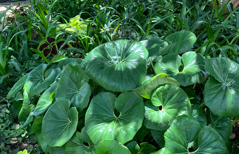 Fort Bend County Master Gardener to Present Shade Gardening Tips and Ideas with Free Virtual Gardening Class