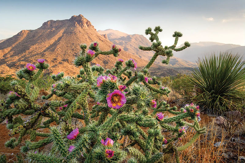 Six State Parks on the Horizon for Texans