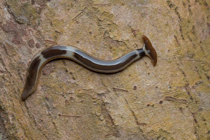 Hammerhead Flatworm Sightings Rise in Fort Bend County: What Residents Need to Know