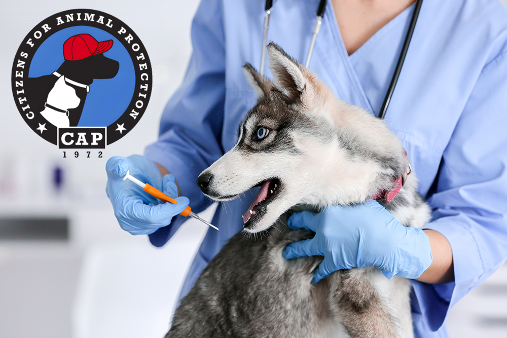 Free Pet Microchipping Event at CAP Offers Peace of Mind for Highland Trails Residents Ahead of July 4th