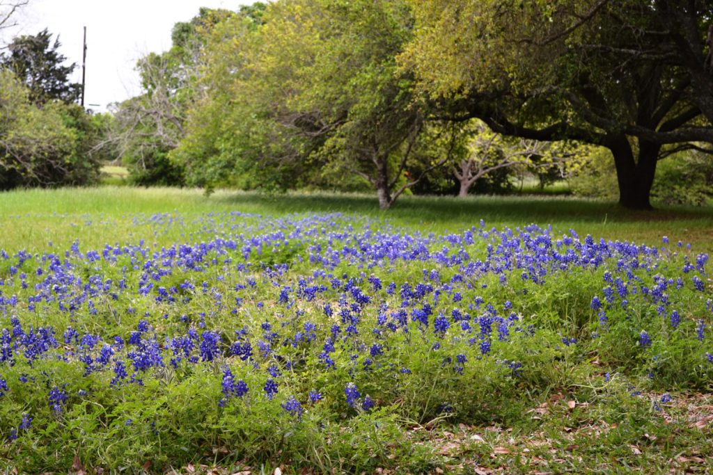 Bluebonnets at Washington on the Brazos