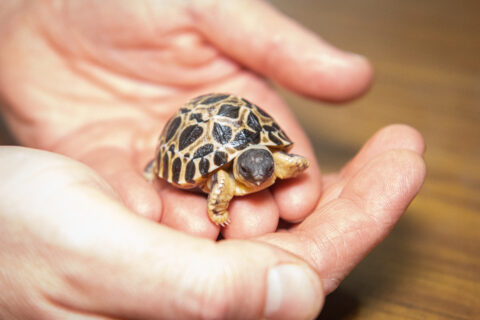 Houston Zoo's Oldest Animal Becomes First Time Dad