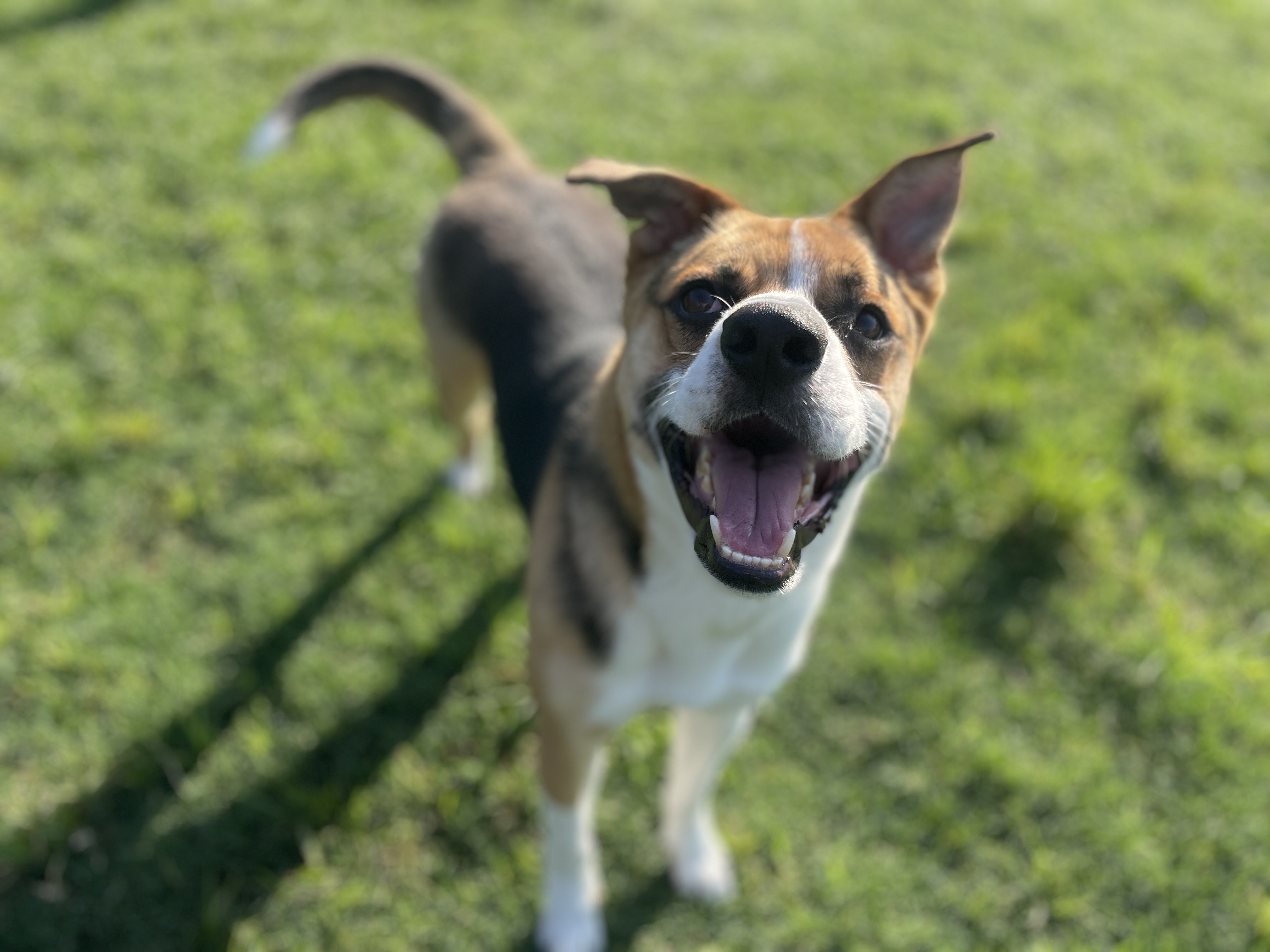 Houston SPCA Pet of the Week: Waldo