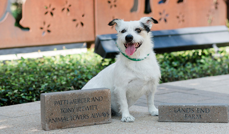 Unique Mother's Day Gifts for Animal Loving Moms