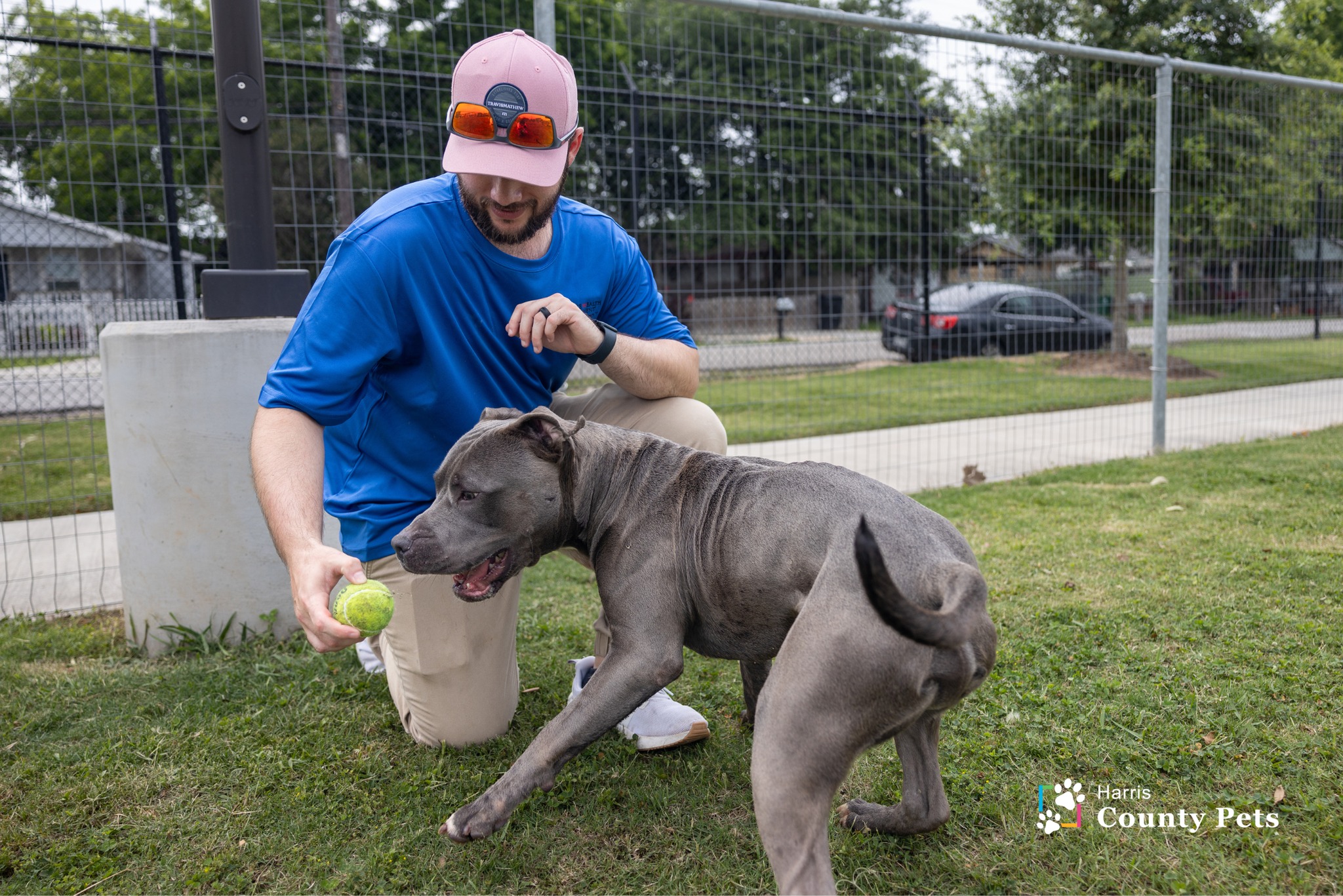 Harris County Pets Offering Waived Adoption Fees in Partnership with Bissell Pet Foundation