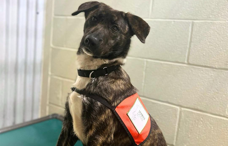 From Shelter to Service: Abba's Transformative Journey with Service Dogs, Inc. and Harris County Pets