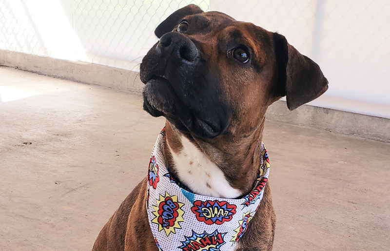 Citizens for Animal Protection Hosts Kick-Off to Summer Adoption Event with 100% Adoption Fees Waived