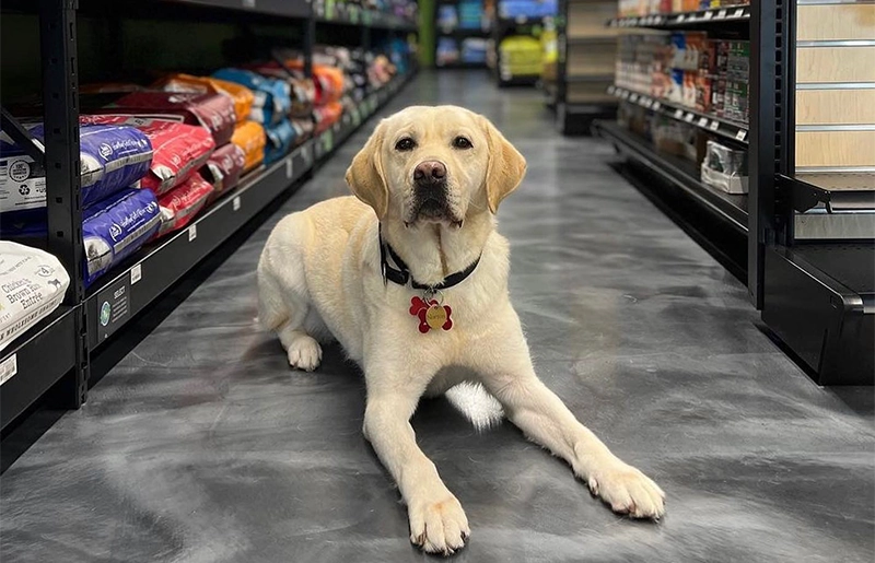 Managing Pet Allergies: Local Pet Wellness Experts Weigh In on Importance of Quality Nutrition and Support