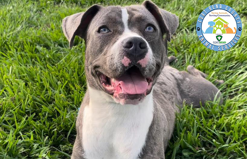 Fort Bend County Animal Services Offers Incentives to Ease Overcrowding Through Foster Program