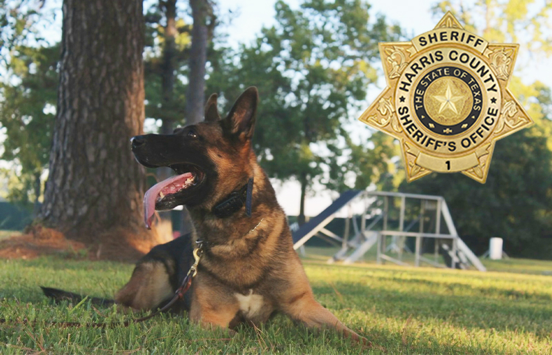 Two Harris County Sheriff's Office Retired K9s Cross Rainbow Bridge