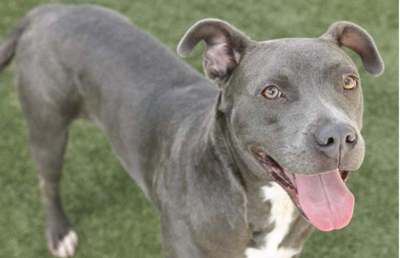 BISSELL Pet Foundation Brings Holiday Hope to Shelter Pets Across the Country