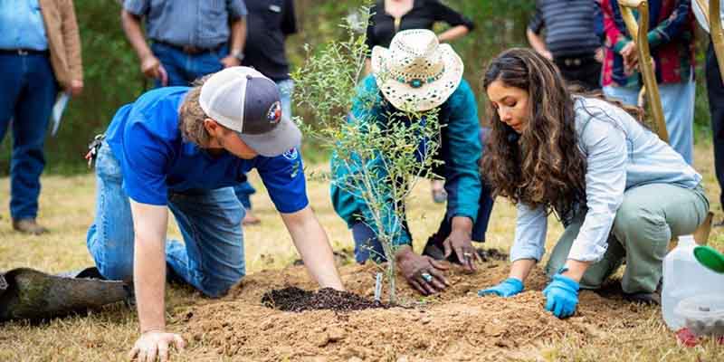 November is Tree Planting Season