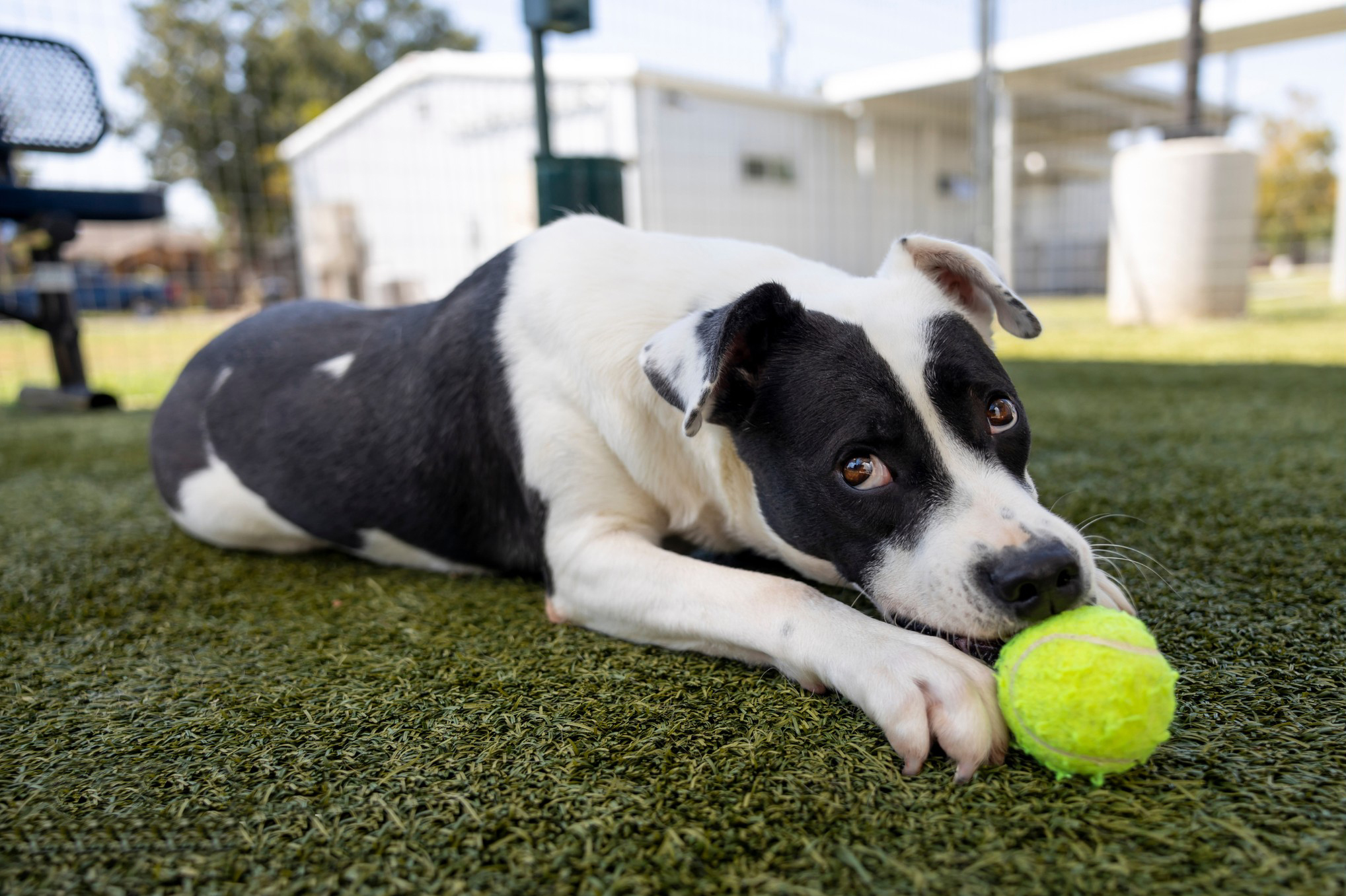 Harris County Pets Waiving Adoption Fees for All Pets from October 1 to 15