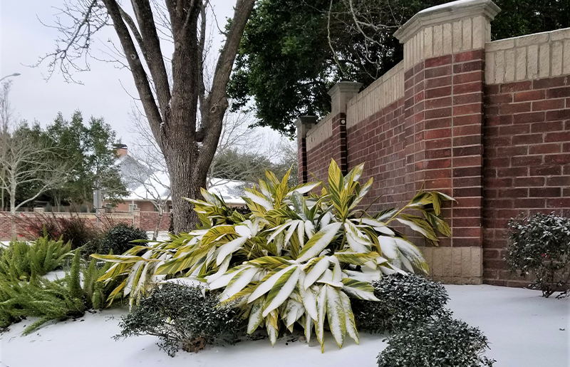 Protecting Trees in the Winter