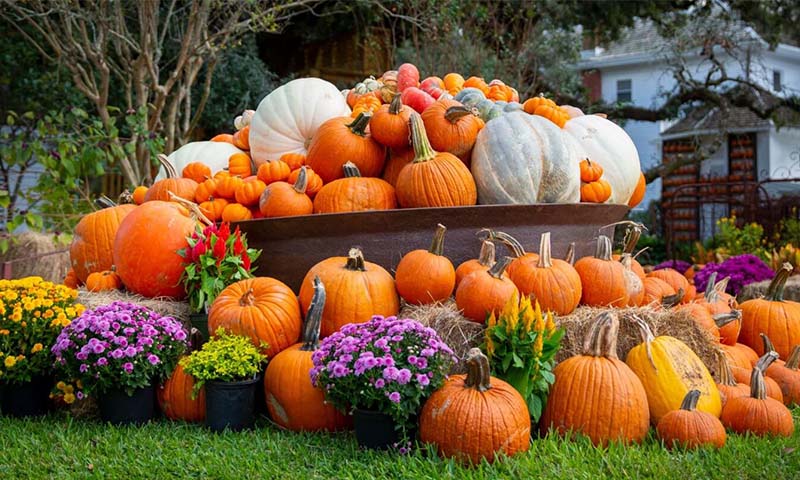 Great Pumpkin Round Up at George Ranch Historical Park Set to Return