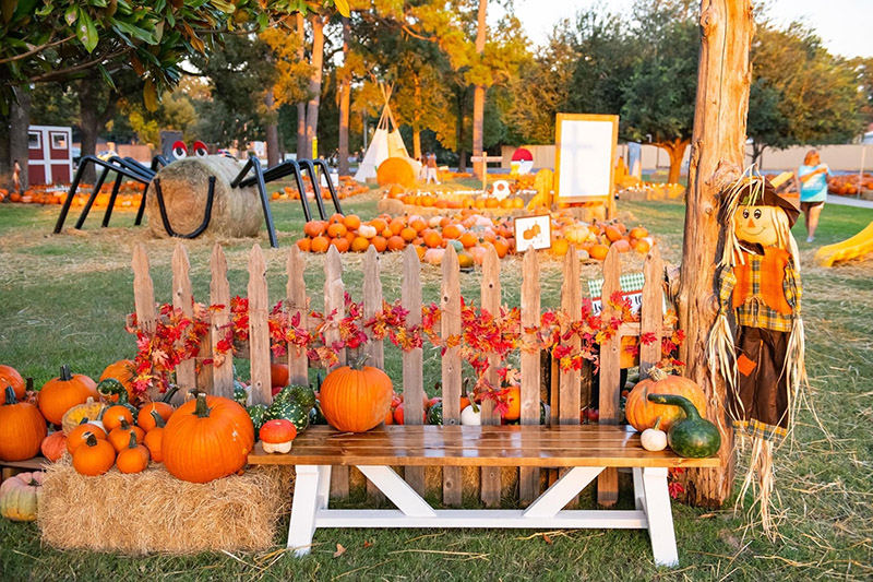 Discover the Best Fall Festivals and Pumpkin Patches in Cypress and Cy-Fair 2024