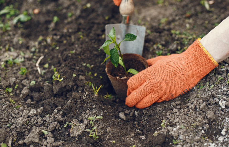 Rebuilding Your Garden After The Texas Freeze?